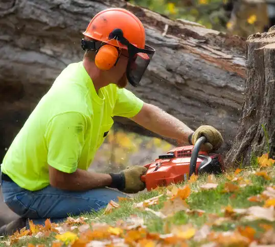 tree services Sandersville